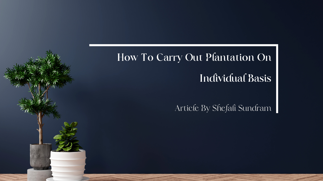 How To Carry Out Plantation On Individual Basis